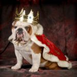 Spoiled bulldog wearing royal crown and cape while sitting